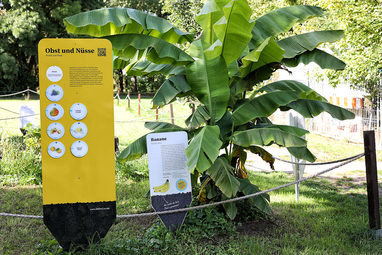 Informationsschilder stehen vor einer Bananenstaude auf dem Weltacker und informieren zu Obst und Nüssen sowie zur Banane